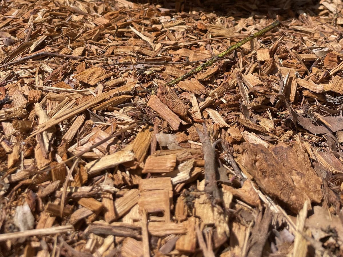 A shallow coiled bowl with a yellow-dyed rim, resting on garden mulch