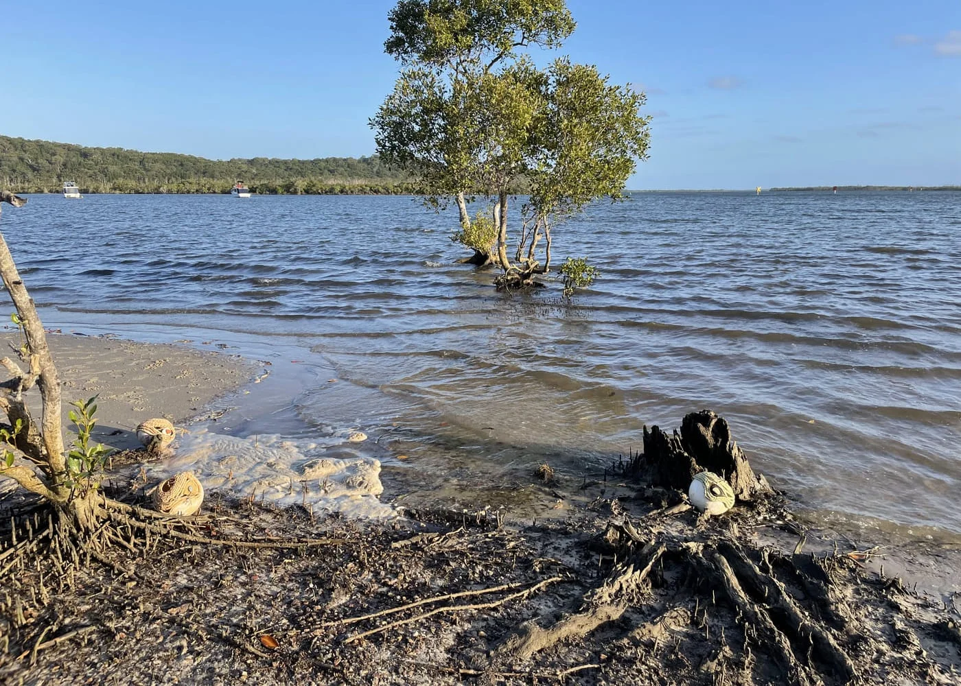 A mangrove tree standing in shallow water off a sandy shoreline under a clear sky