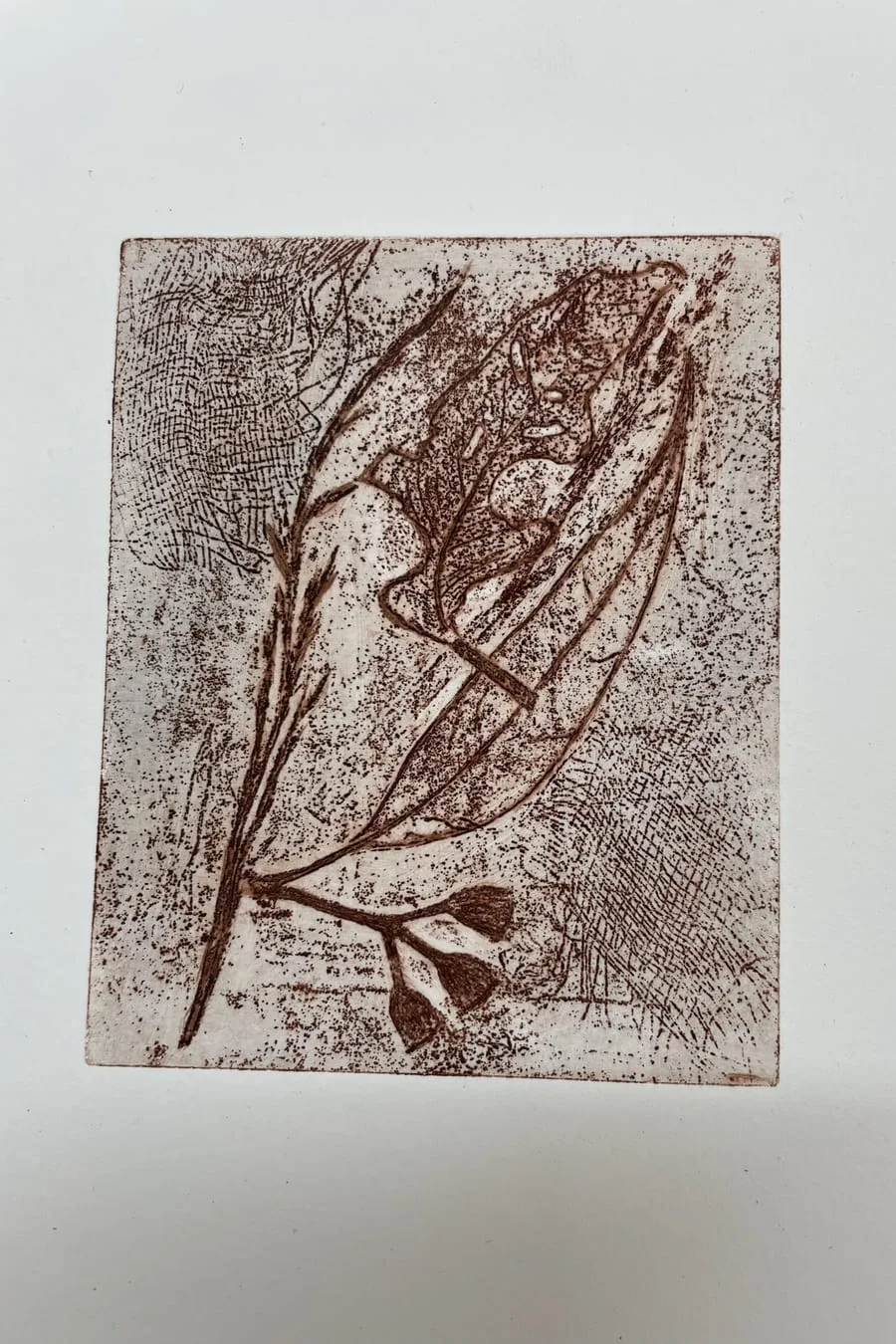 A brown collagraph print of a leafy stem with seed heads