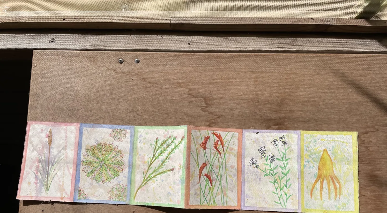 A concertina strip of six botanical drawings laid open on a weathered timber bench