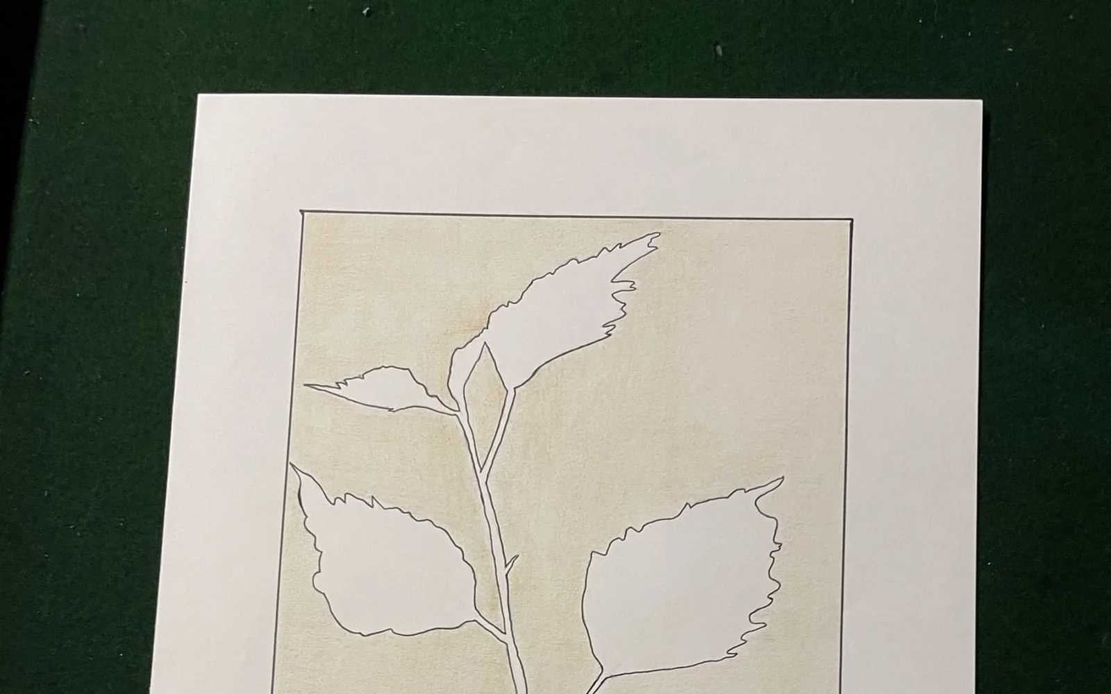 An outline drawing of a leafy stem on cream paper, on green baize