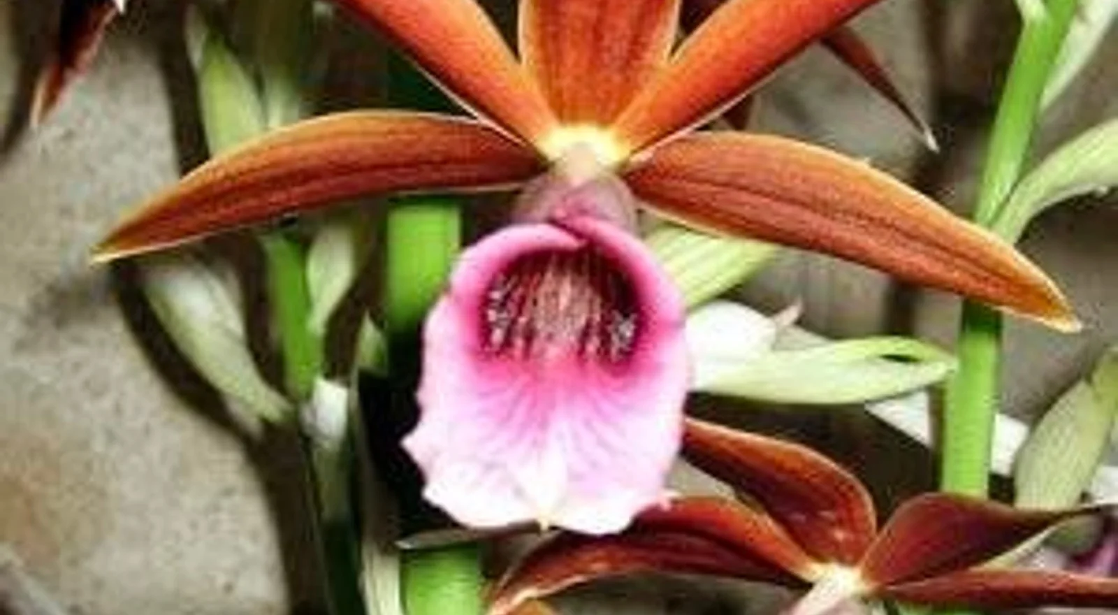 An orange and pink orchid in flower
