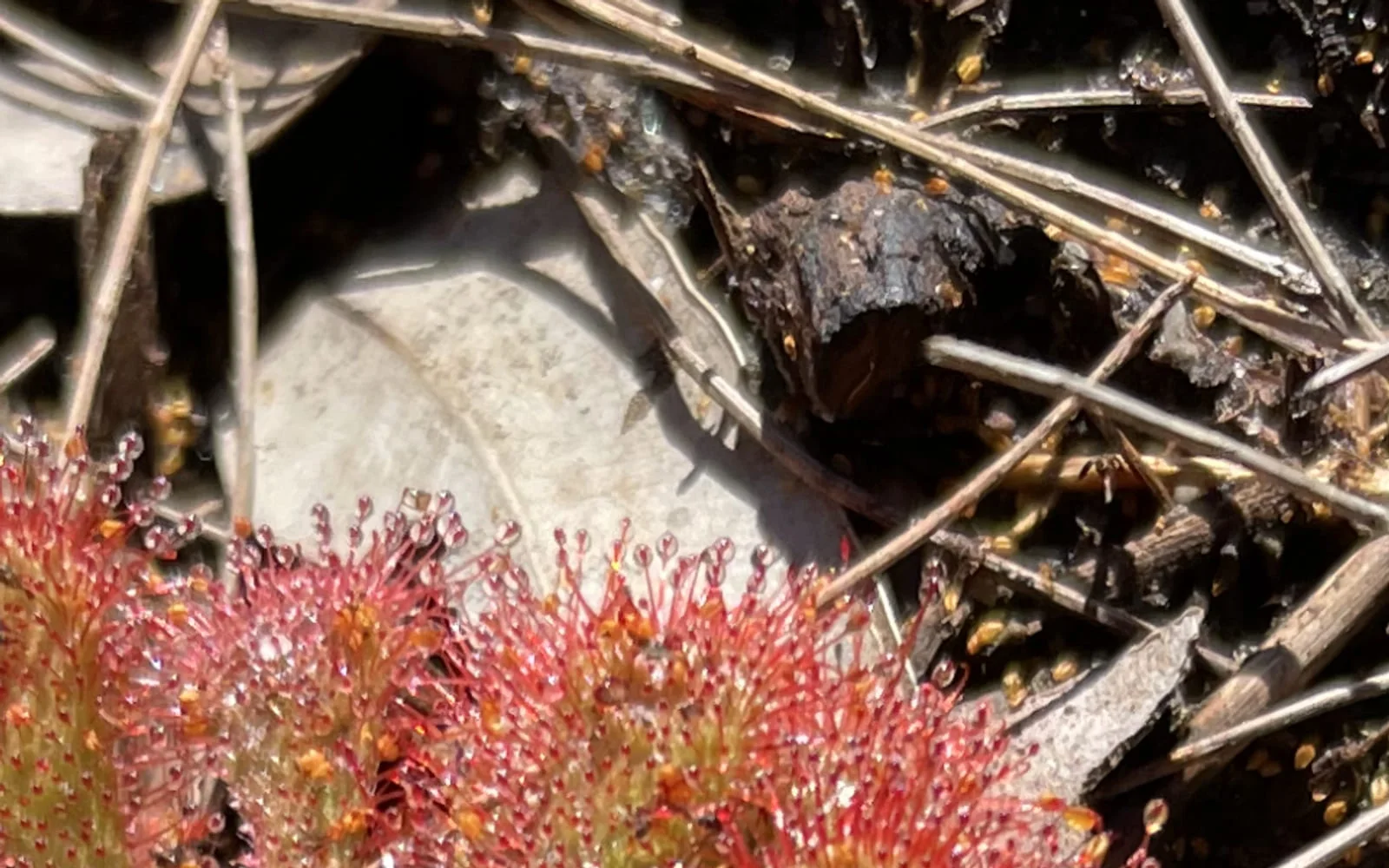 A red sundew plant among twigs and leaf litter
